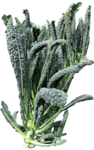 vegetable, kale, organic, food, healthy, vegetarian, cooking, cut out, isolated, kale, kale, kale, kale, kale